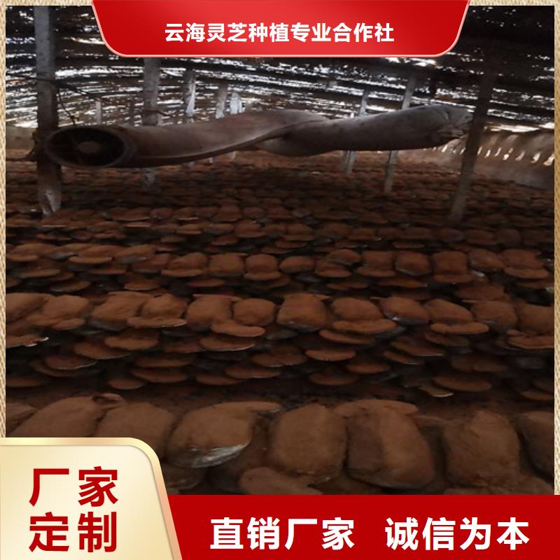 【灵芝孢子粉】,灵芝厂诚信经营