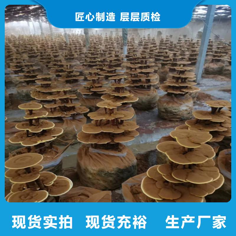 灵芝孢子粉设计厂家