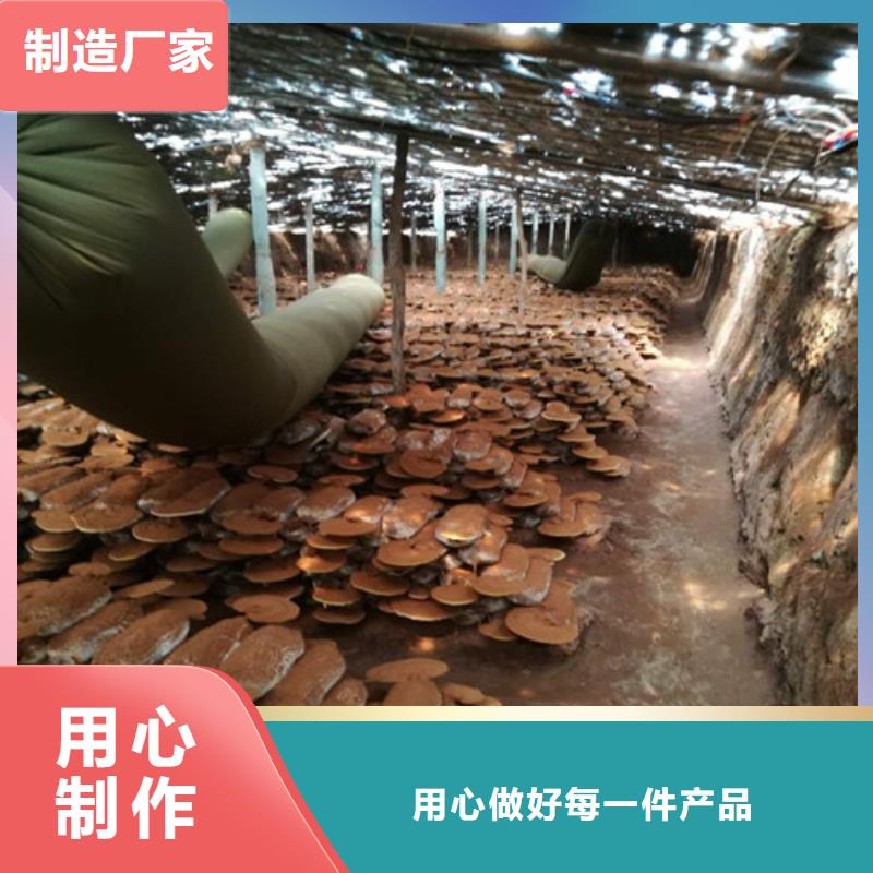 灵芝孢子破壁欢迎订购