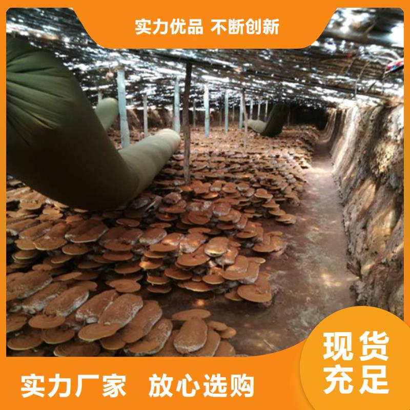 椴木灵芝视频-椴木灵芝_江苏省连云港市市场覆盖连云|海州|镇江|泰州|无锡|徐州|宿迁|苏州等