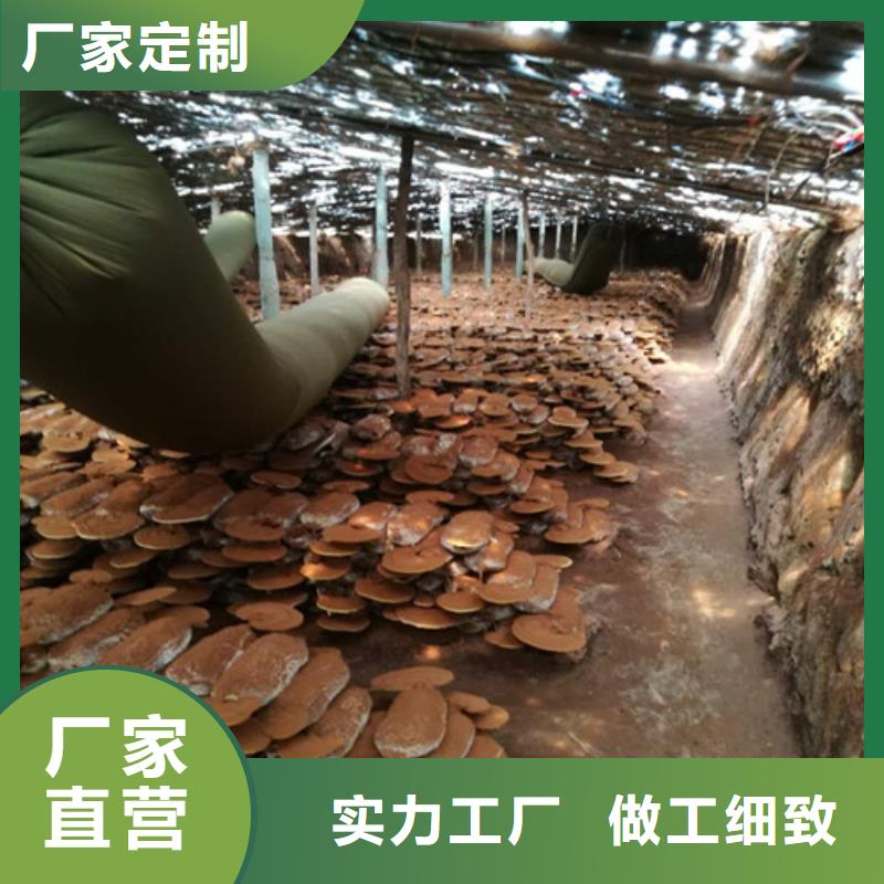 灵芝孢子粉灵芝粉免费获取报价