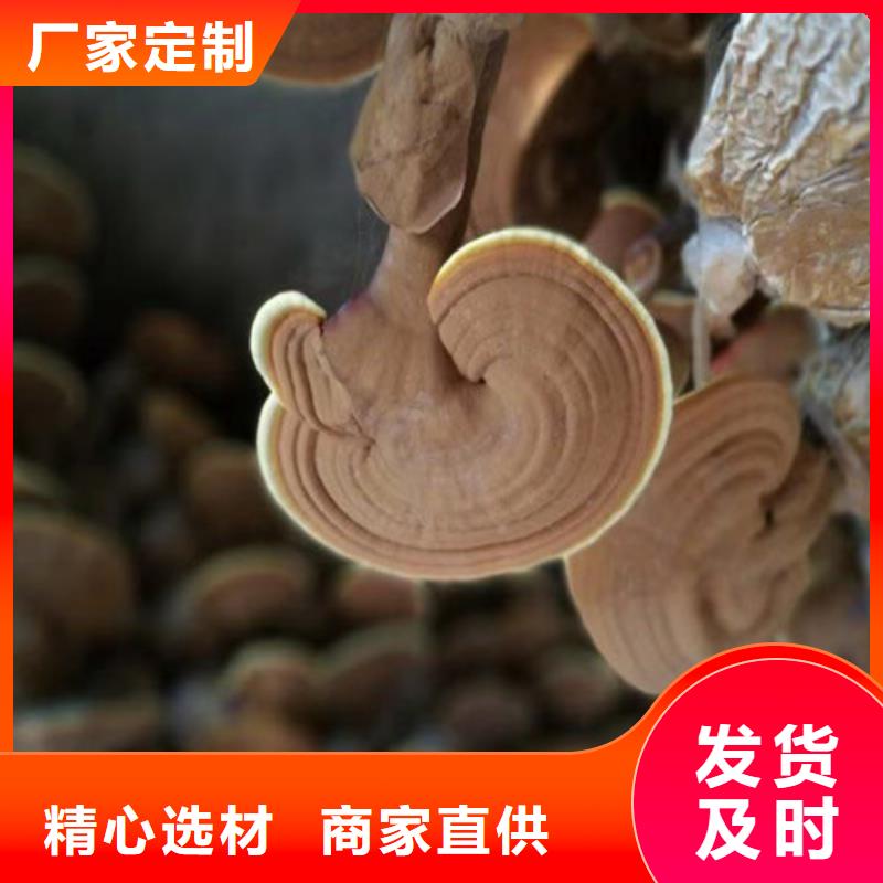 椴木灵芝视频-新浦|海州|南通|常州|徐州|南京|泰州云海椴木灵芝_ 云海灵芝种植专业社(连云港市分公司)