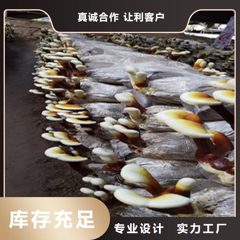 灵芝孢子油多年经验