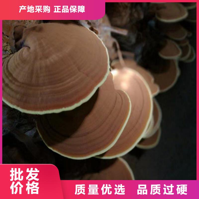 椴木灵芝视频-安徽省阜阳市|颍州|阜南|合肥|滁州|六安|黄山|安庆|池州椴木灵芝-云海