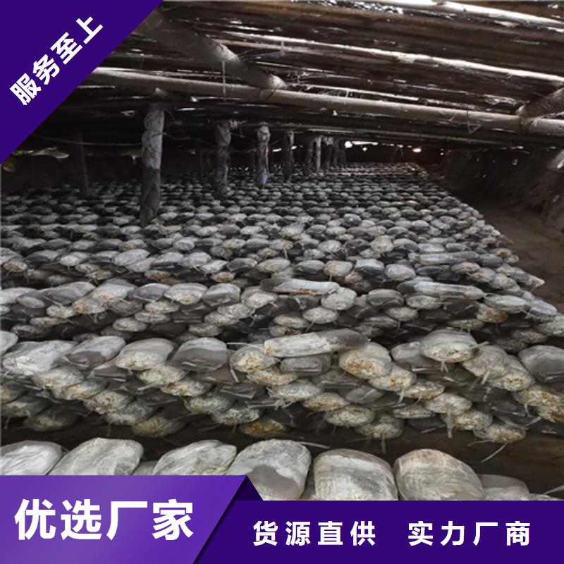 质量可靠的灵芝孢子油销售厂家
