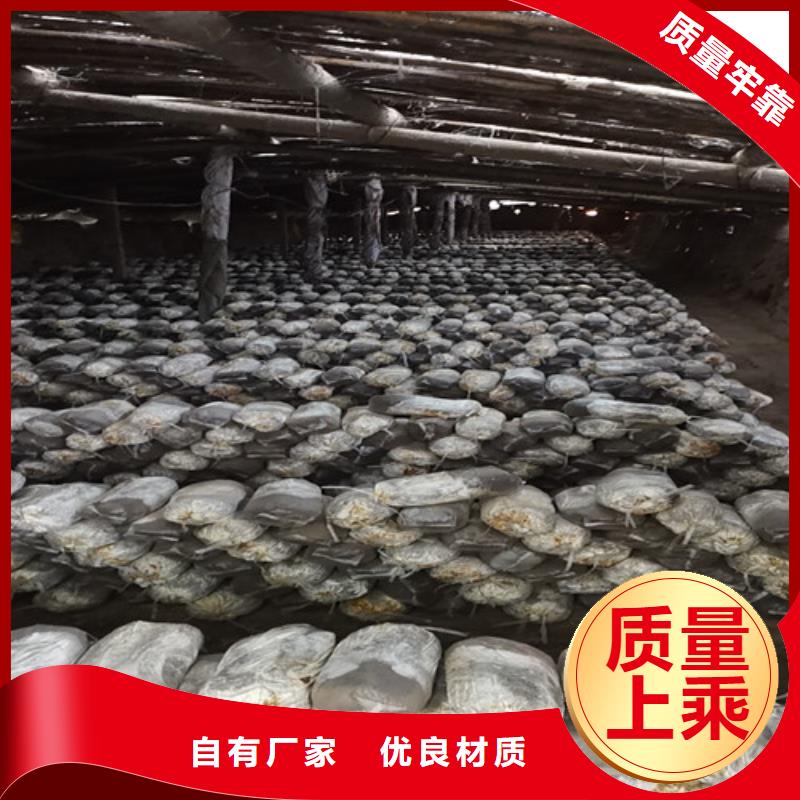 畸形灵芝优质供货厂家