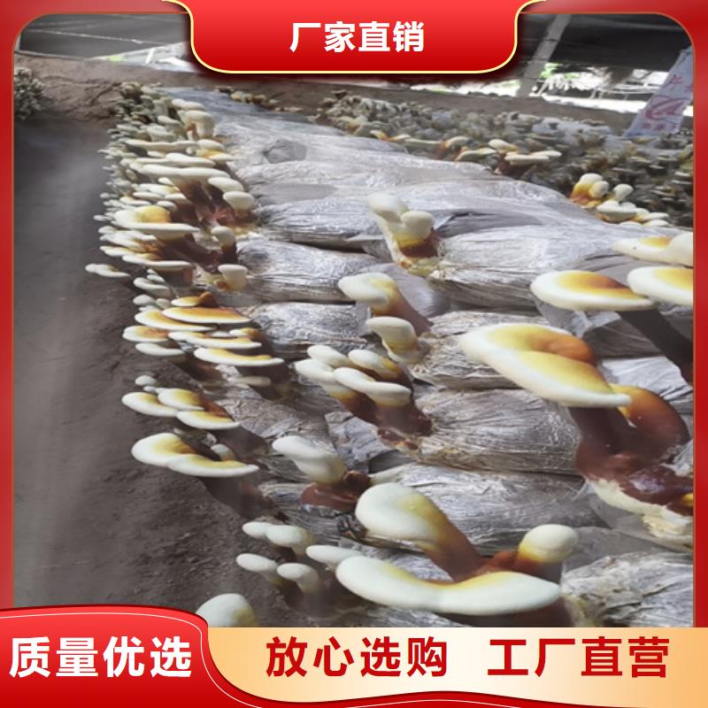 灵芝孢子破壁欢迎订购