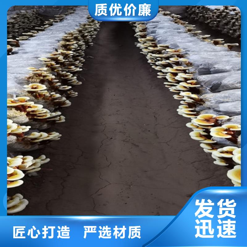 灵芝孢子粉品牌大厂家