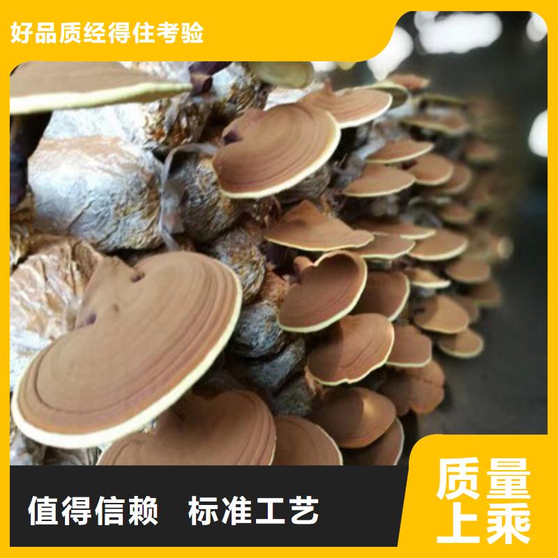 【 灵芝孢子粉 灵芝制造生产销售】本地经销商