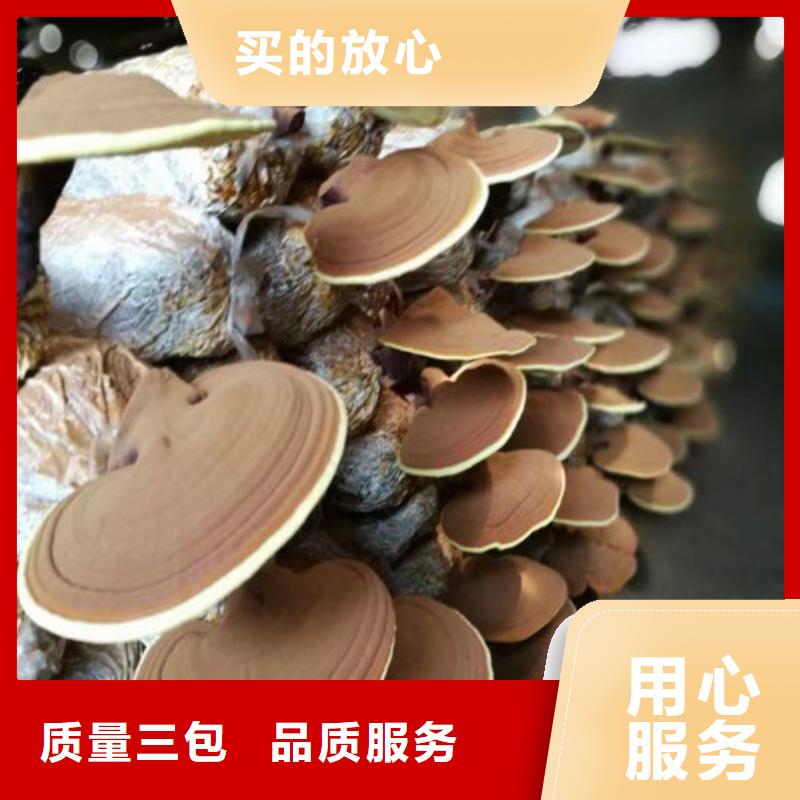 灵芝价格表欢迎订购