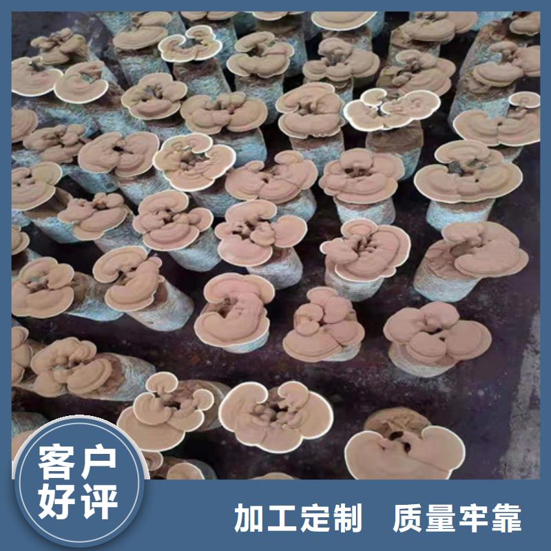 【 灵芝孢子粉 灵芝制造生产销售】本地经销商