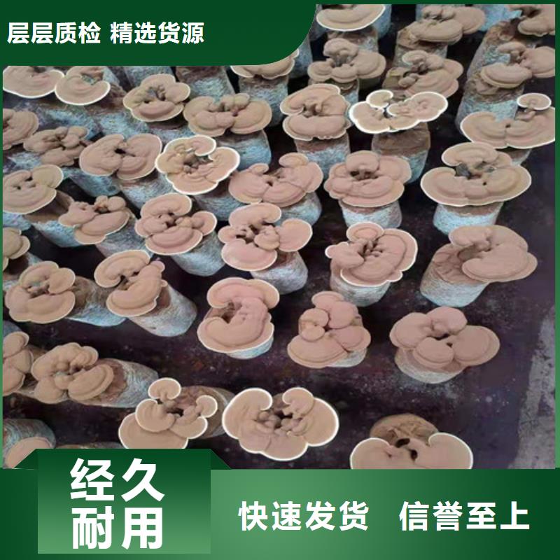 椴木灵芝视频-安徽省阜阳市|颍州|阜南|合肥|滁州|六安|黄山|安庆|池州椴木灵芝-云海