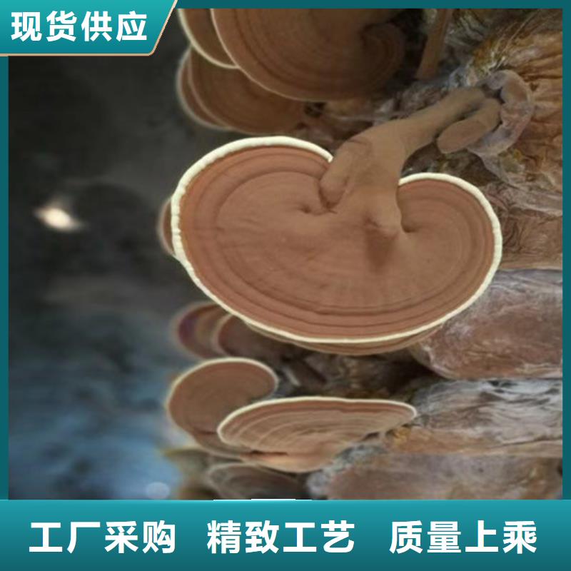 【灵芝孢子粉,灵芝盆景一站式采购方便省心】
