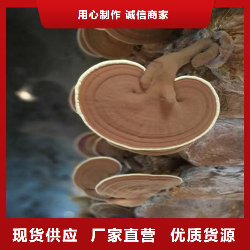 【灵芝孢子粉】,灵芝厂诚信经营