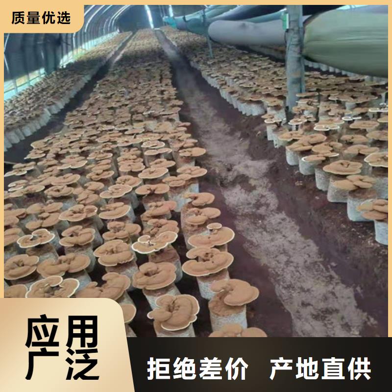 灵芝孢子粉设计厂家