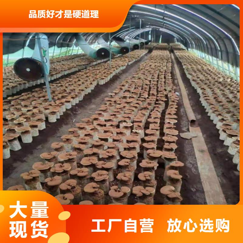 椴木灵芝视频-新浦|海州|南通|常州|徐州|南京|泰州云海椴木灵芝_ 云海灵芝种植专业社(连云港市分公司)