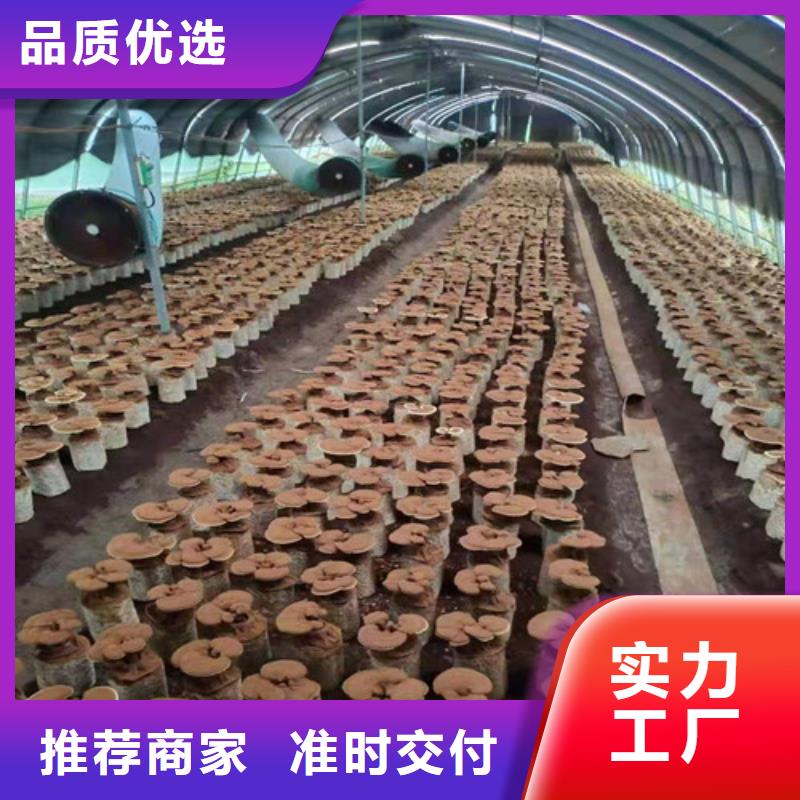 【 灵芝孢子粉 灵芝制造生产销售】本地经销商