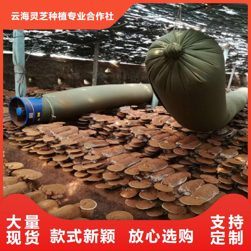 【灵芝孢子粉,灵芝盆景一站式采购方便省心】