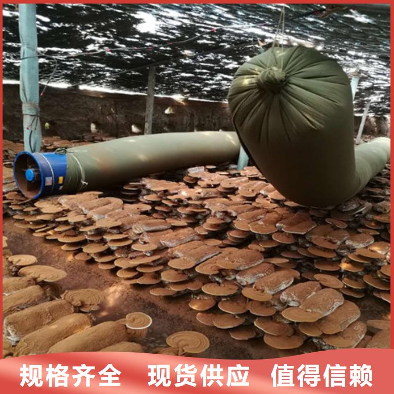 代加工破壁灵芝孢子粉现货直供效果好