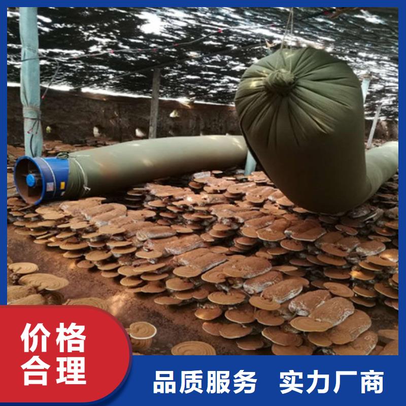 实力雄厚的医用灵芝厂家