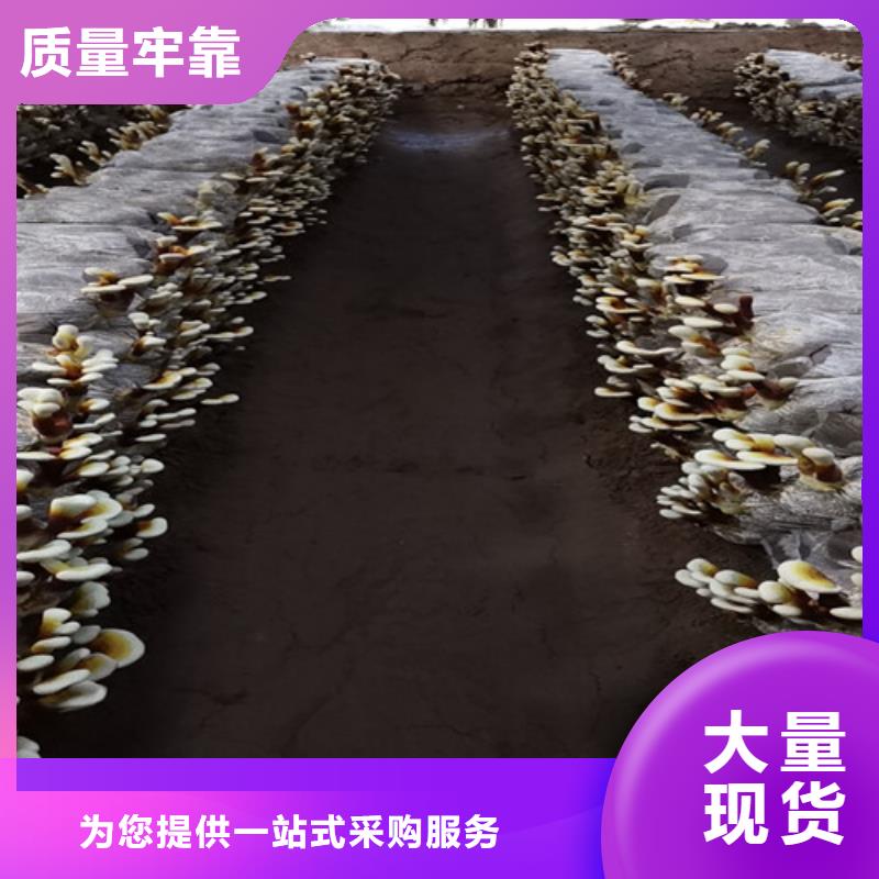 黑灵芝库存充足