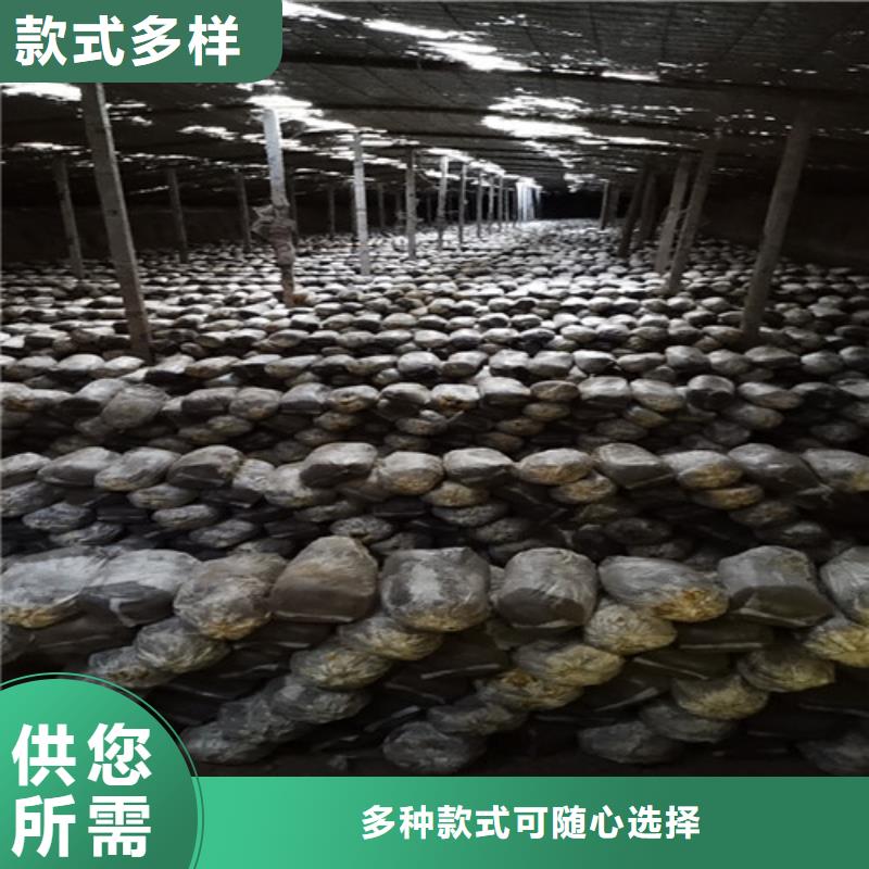 椴木灵芝视频-新浦|海州|南通|常州|徐州|南京|泰州云海椴木灵芝_ 云海灵芝种植专业社(连云港市分公司)