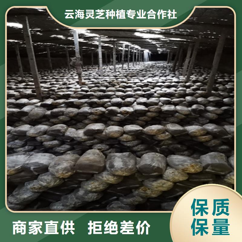 供应灵芝孢子油的厂家