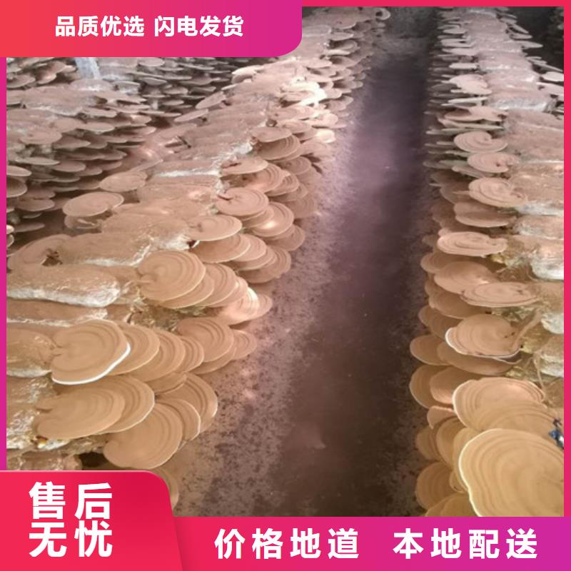 【 灵芝孢子粉 灵芝制造生产销售】本地经销商