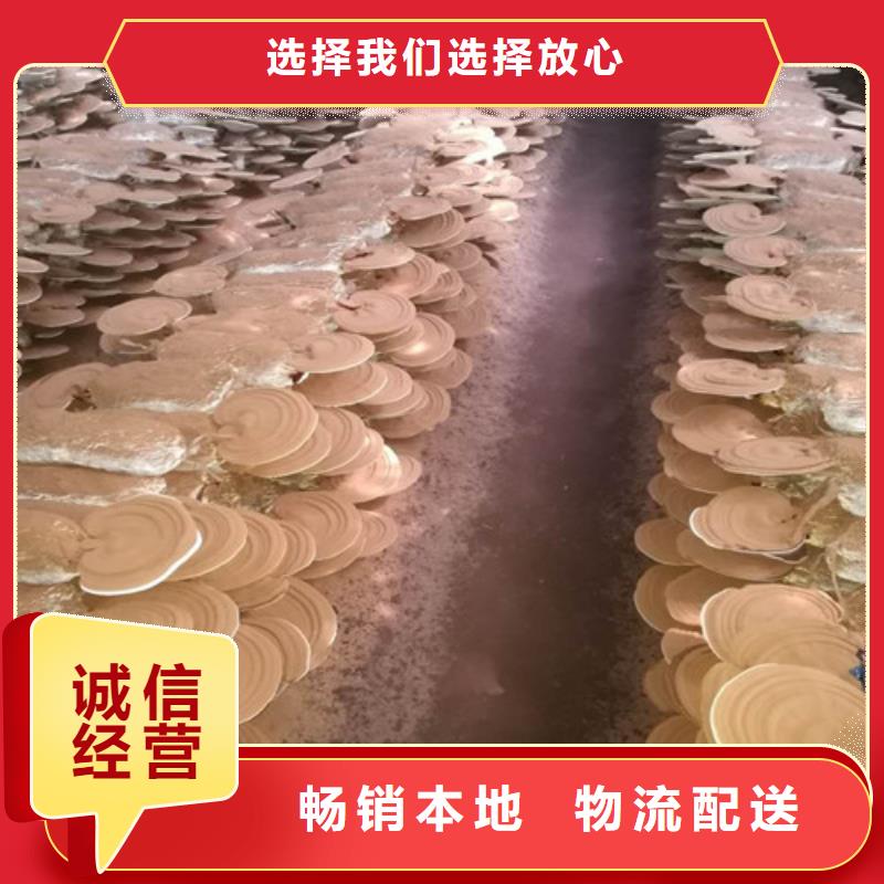 椴木灵芝视频-椴木灵芝_江苏省连云港市市场覆盖连云|海州|镇江|泰州|无锡|徐州|宿迁|苏州等