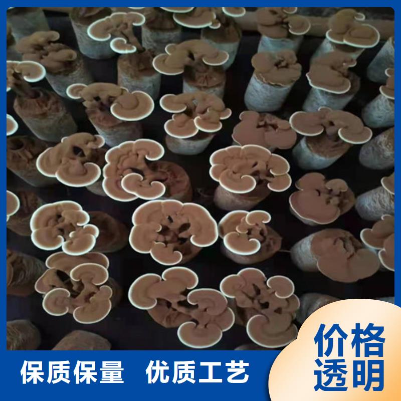 灵芝孢子粉破壁灵芝孢子粉工艺成熟