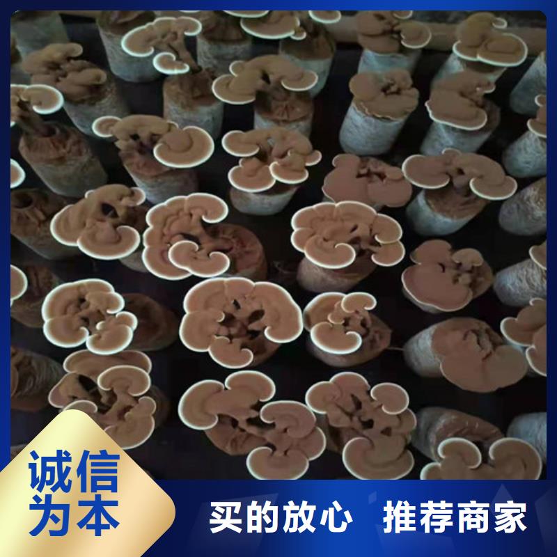 【灵芝孢子粉】,灵芝厂诚信经营