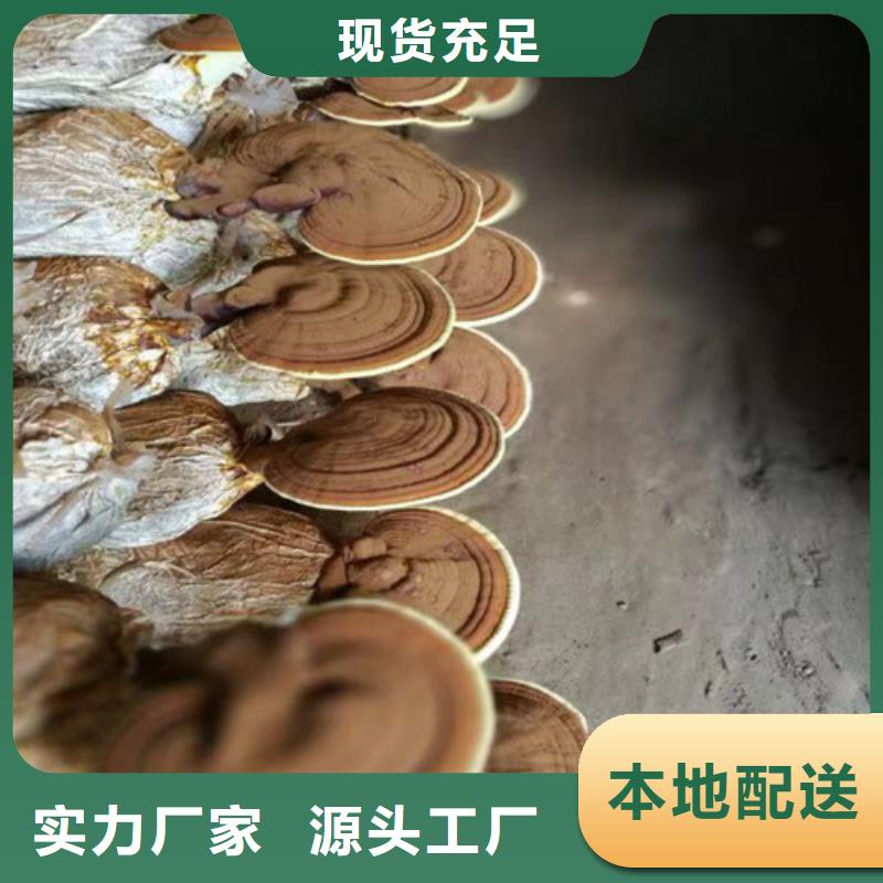 【灵芝孢子粉】,灵芝菌包多行业适用