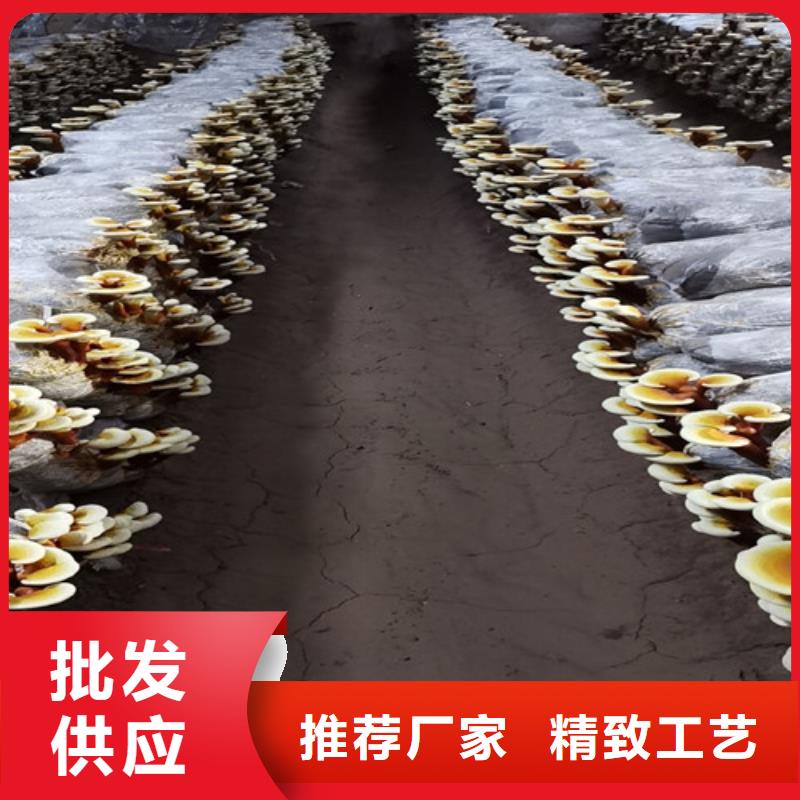 灵芝孢子粉_【灵芝】满足客户所需同城公司