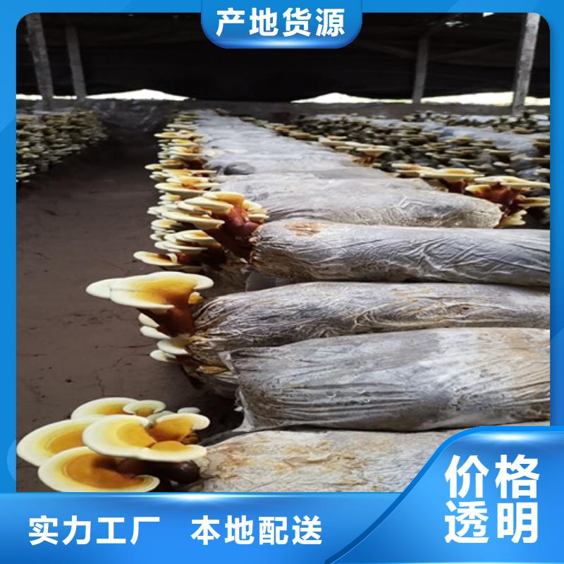 【灵芝孢子粉,灵芝盆景一站式采购方便省心】