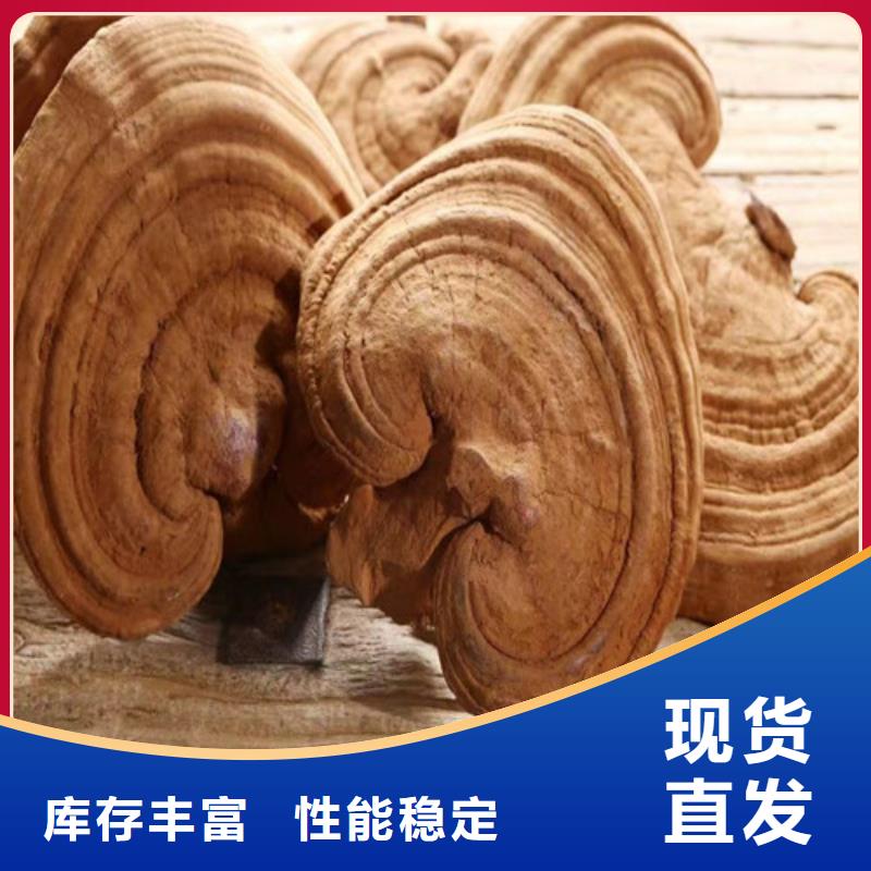 灵芝孢子粉破壁灵芝孢子粉工艺成熟
