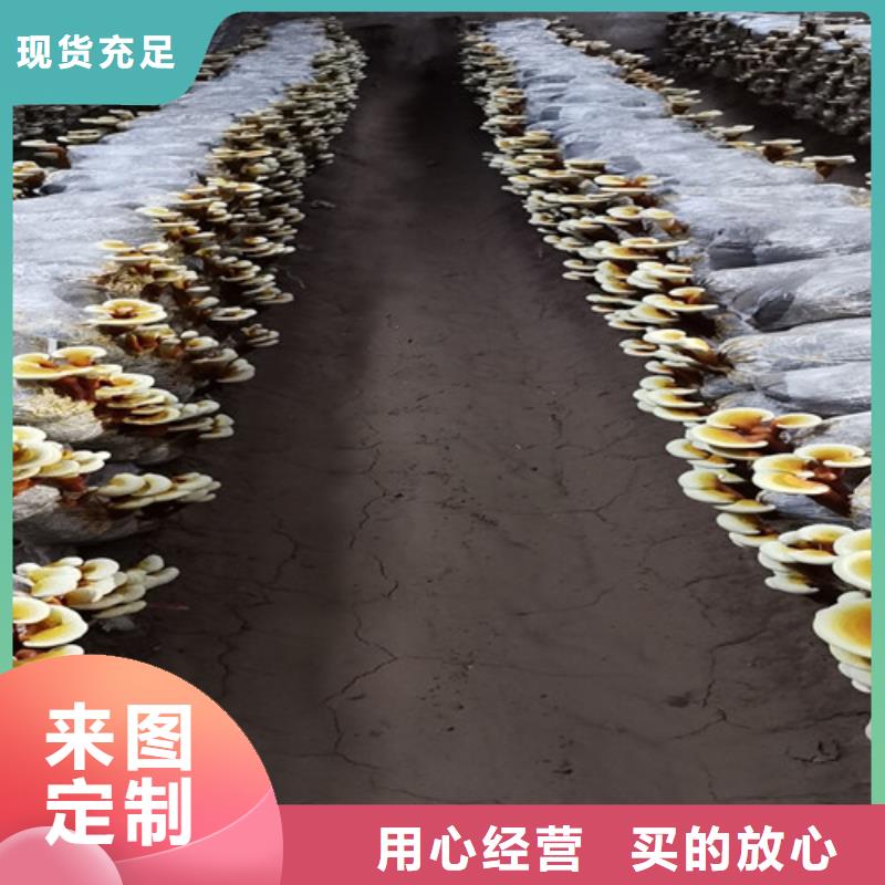 灵芝孢子粉破壁灵芝孢子粉工艺成熟