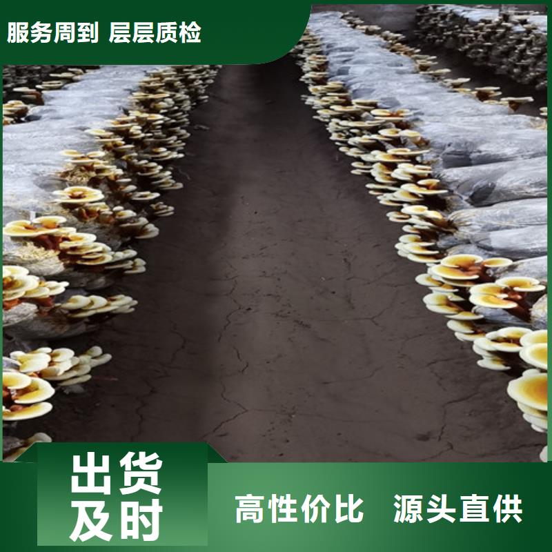 灵芝粉发货及时