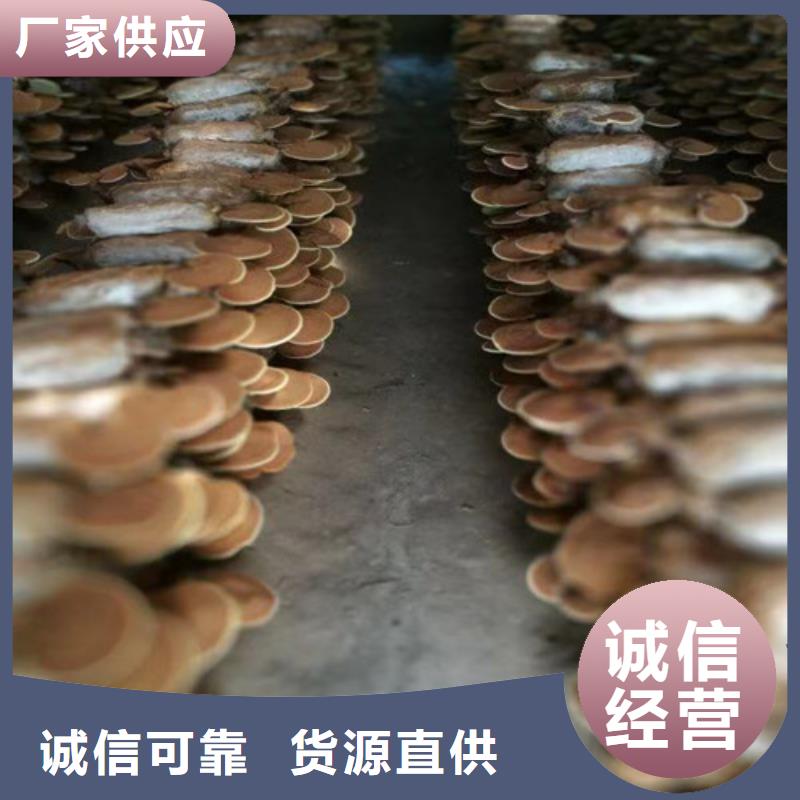 椴木灵芝-视频-景德镇市椴木灵芝-本地可服务区域浮梁|乐平|宜春|抚州|吉安|南昌|新余|萍乡|九江