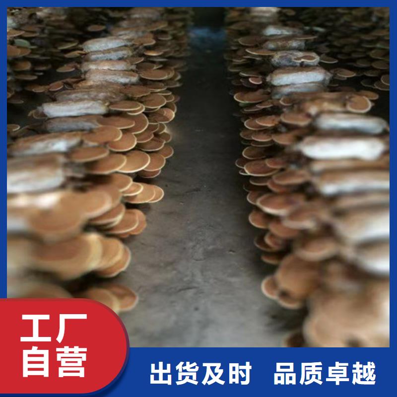 椴木灵芝视频-椴木灵芝_江苏省连云港市市场覆盖连云|海州|镇江|泰州|无锡|徐州|宿迁|苏州等