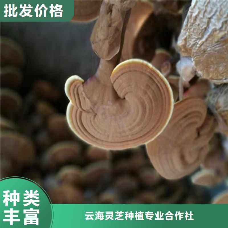 灵芝孢子粉品牌大厂家