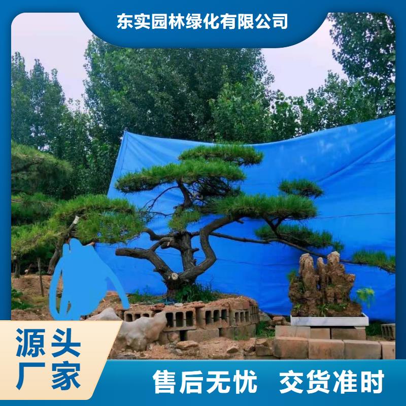 造型松应用范围广泛