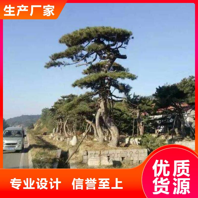 【造型松】平顶松经久耐用