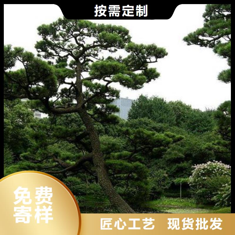 造型松-造型黑松层层质检