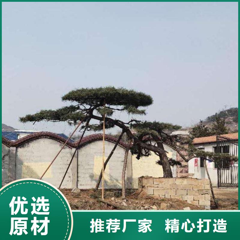 造型松-造型松基地一站式采购商家