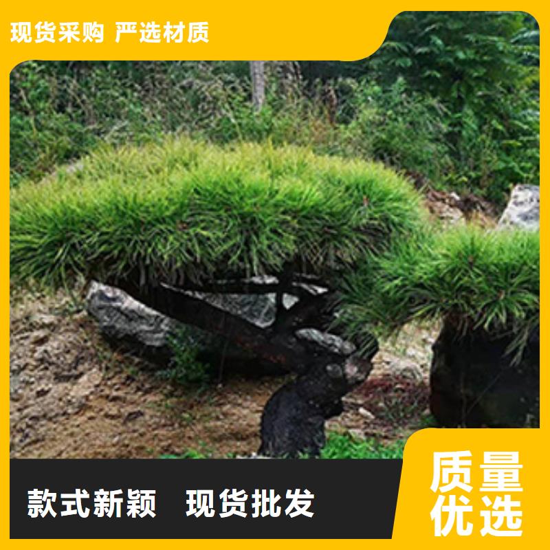 造型松迎客松源头厂家供应