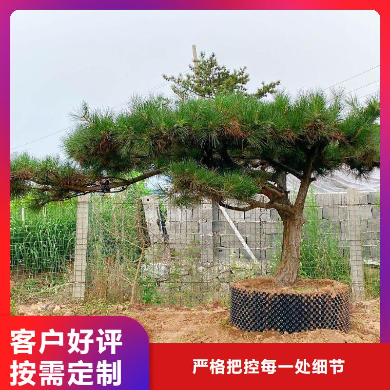 造型松_奇石精益求精