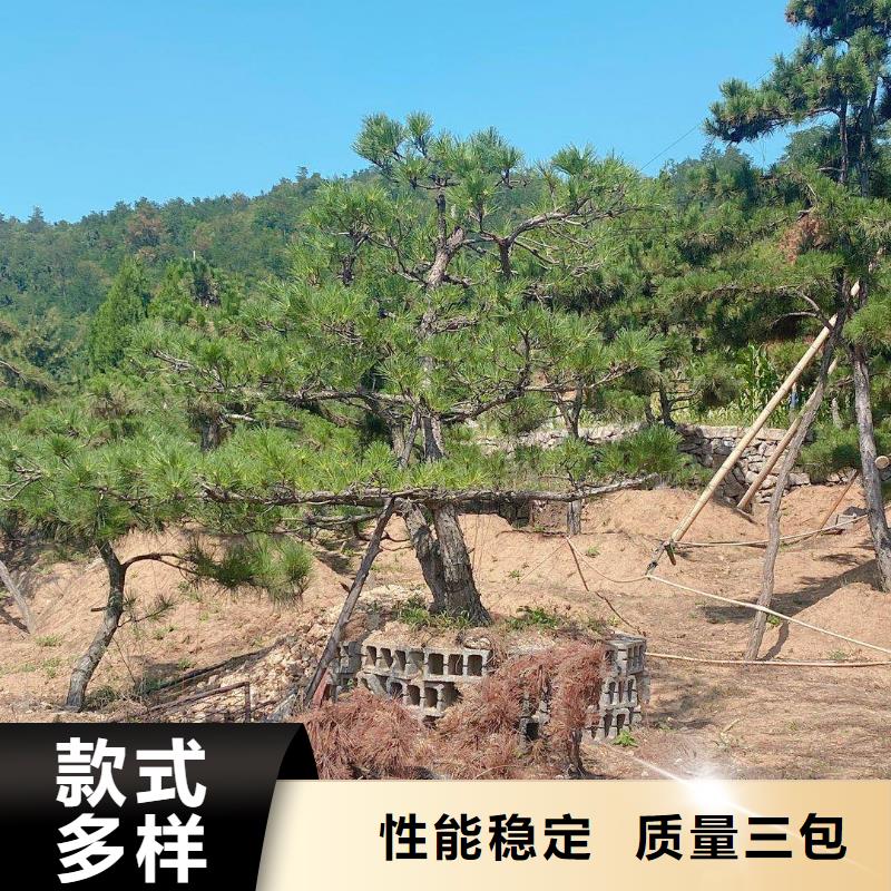 造型松【迎客松】按需定制