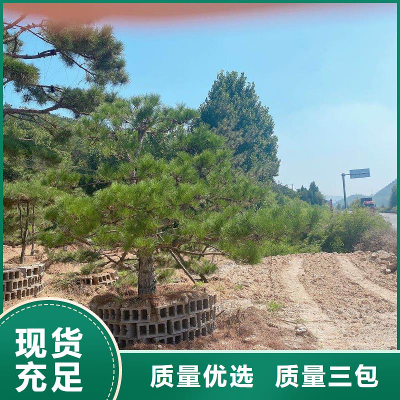 造型松,迎客松现货快速采购