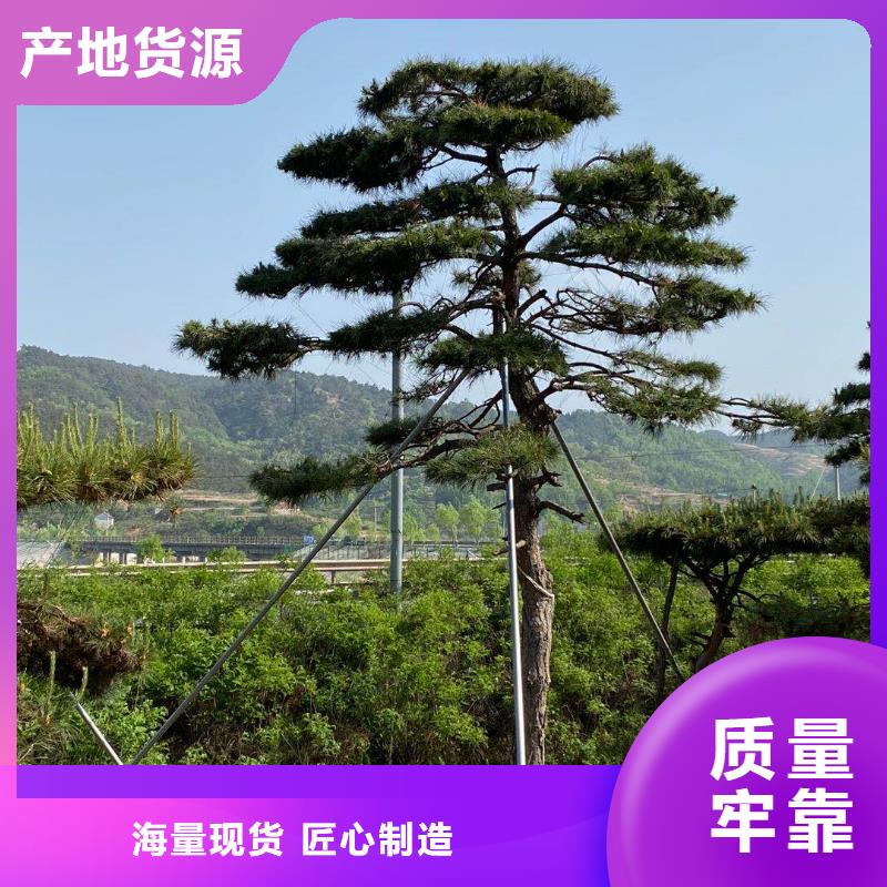 造型松黑松价格公道合理