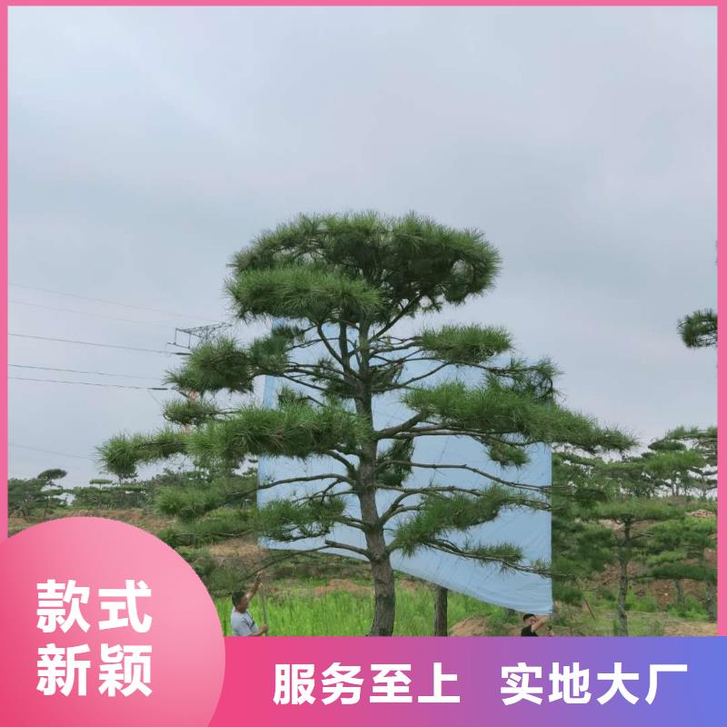 造型松【古桩】厂家直发